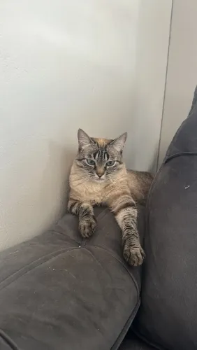 Doação gatinha carinhosa 