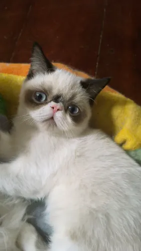 Gato Persa