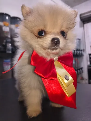 Machinho de Spitz alemão vacinado e vermifugado
