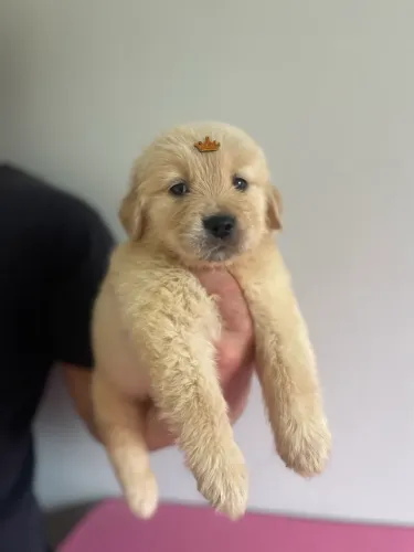 Golden Retriever com Pedigree