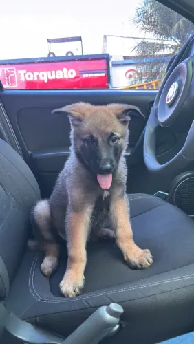 Filhote de Pastor Belga Malinois