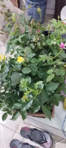 Mudas de rosas