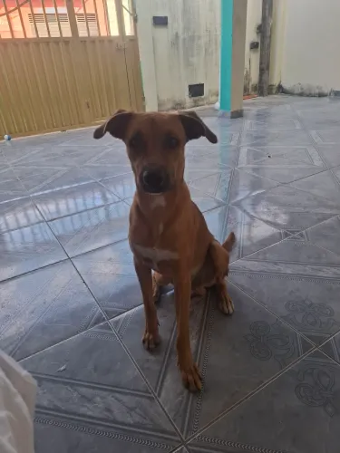 Cachorro treinado
