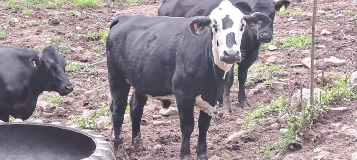 vaca novilha