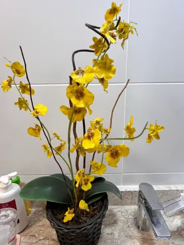 Orquídea linda