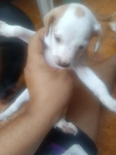 Cachorro pinscher número 01