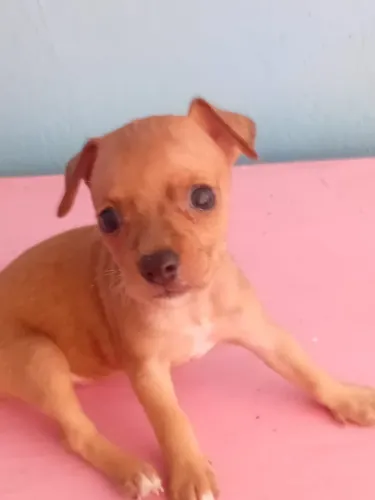 Cachorro pinsh filhote 2 meses