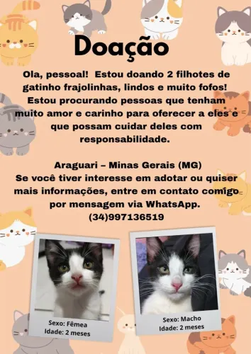 Doaçao responsável 2 gatinhos