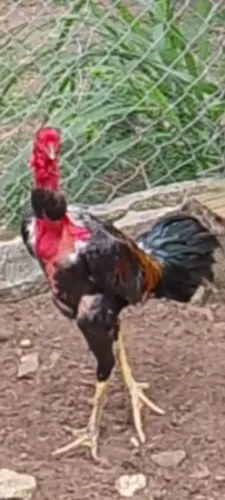 01 frango polaco gigante.