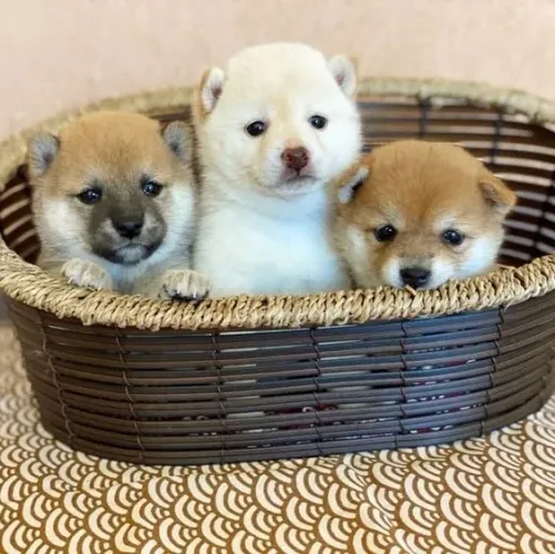 Shiba Inu Machos e Femeas