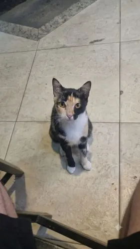 Gatinha para adoção