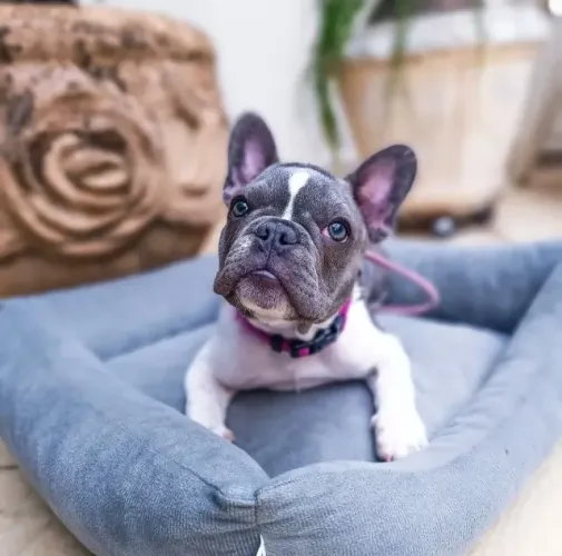 Seu novo melhor amigo tem patas curtas, orelhas encantadoras e muito amor para oferecer.
