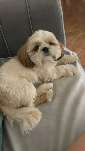 Estou doando cachorro macho Raça Shitzu