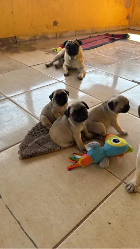 Vendo Pugs filhotes