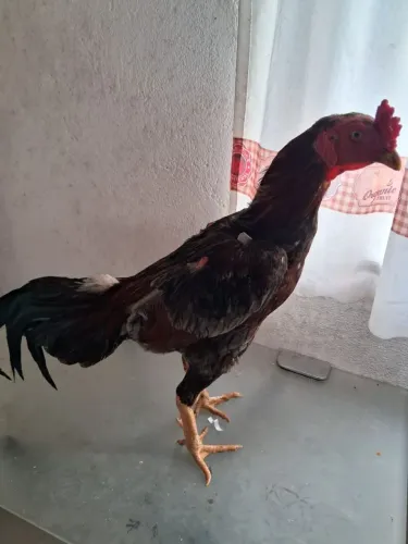 Vendo Galo índio costeiro