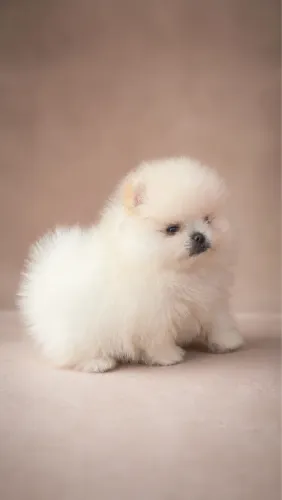 Lulu da Pomerania macho