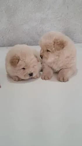 Chow chow macho e fêmea fofuras
