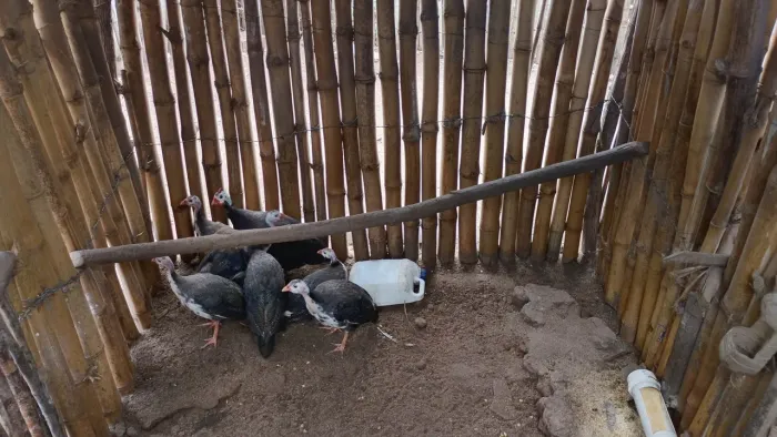 8 Guiné disponível 