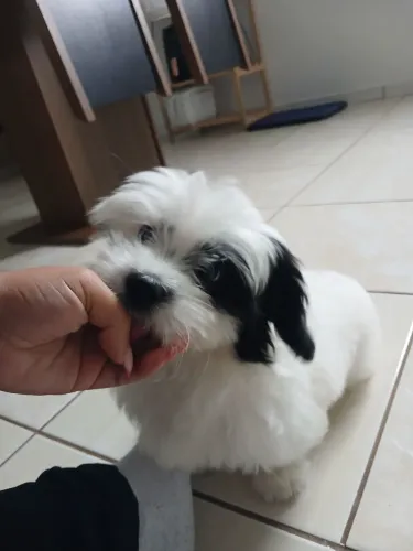 Lhasa apso