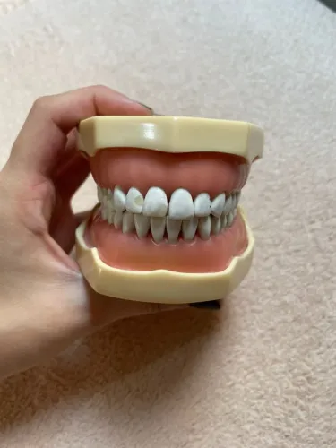Manequim dentística MOM
