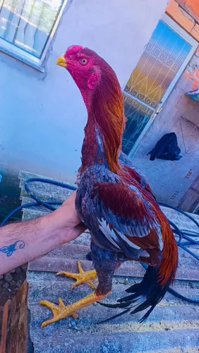 Galo indio bico curto