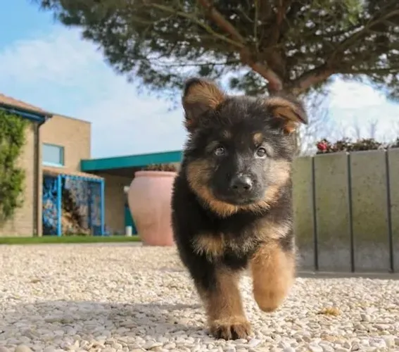 Pastor alemão Cachorrinhos encantadores disponíveis agora