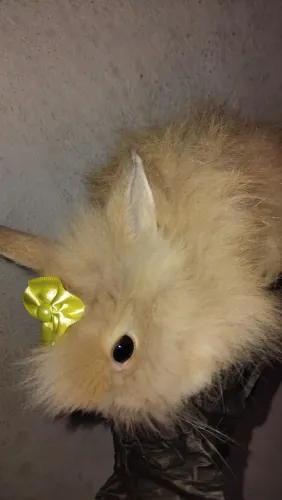 Filhote mini Coelho Teddy Dwerg 200