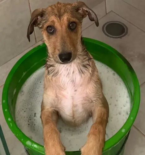 DOA-SE FILHOTE DE CACHORRA