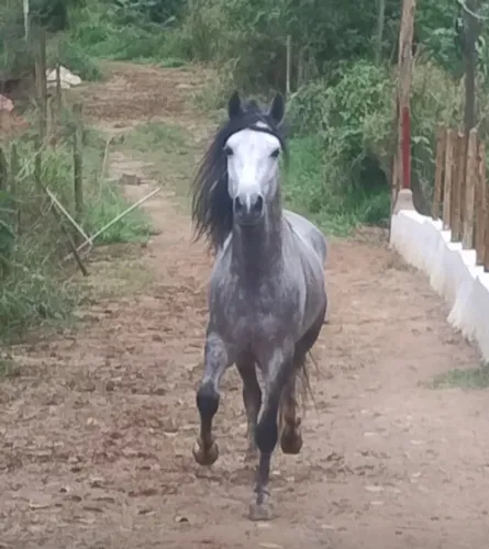 Vende-se cavalo 5 anos macha batida 