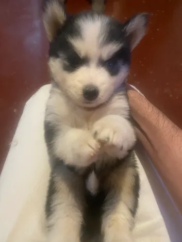 Filhotes de Husky Siberiano