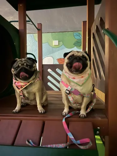 Doação pugs