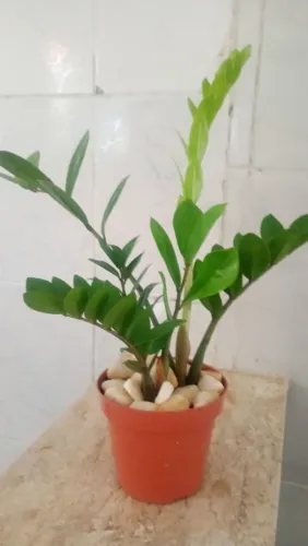 Zamiocuca