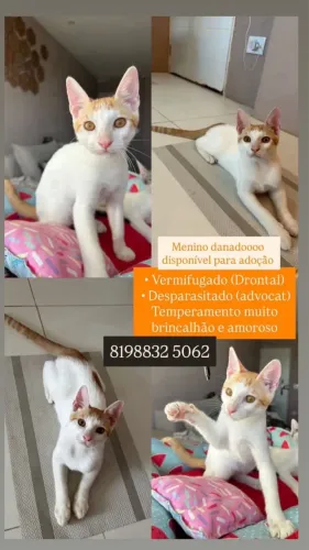 Filhotes para adoção