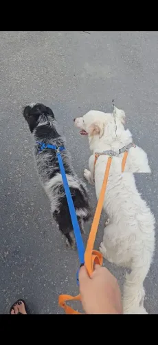 Doa-se dois cachorros, doação em conjunto apenas 