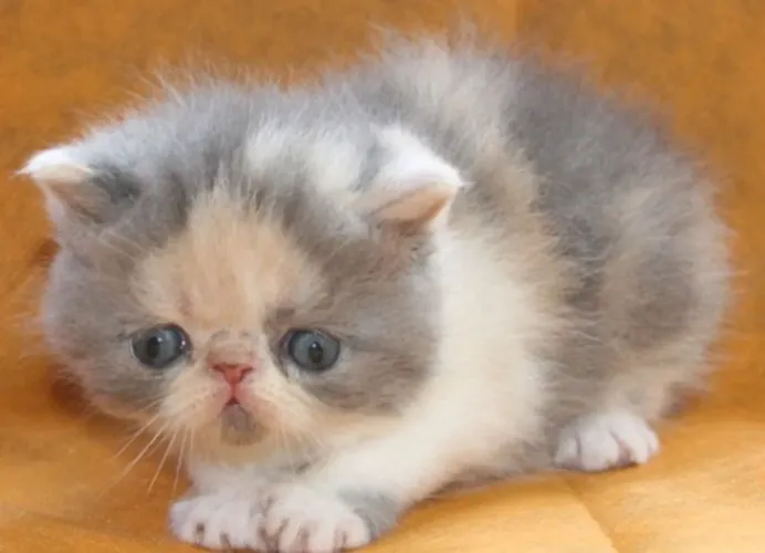 Gato Exotic Shorthair