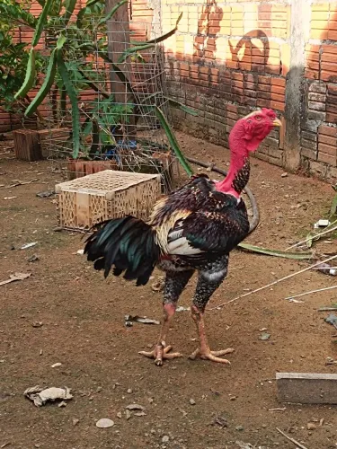 Polaco gigante 