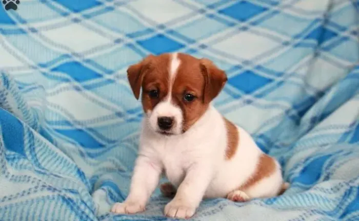 Jack Russell Terrier,Jack Russell Terrier Filhote Selecionado com Excelente Procedência