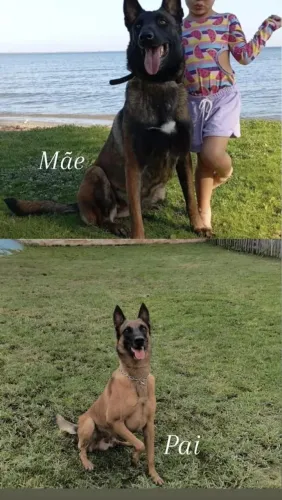 Filhotes de Pastor belga malinois 
