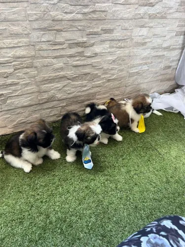 Shih Tzu micro lindinho