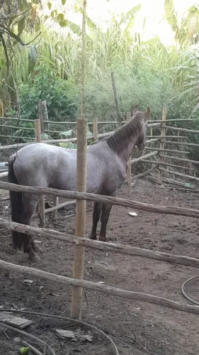 Vende cavalo inteiro