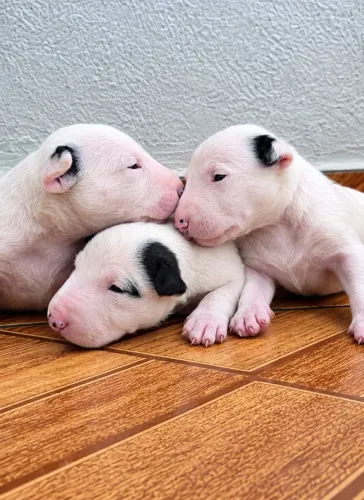 Bull Terrier inglês - Disponíveis