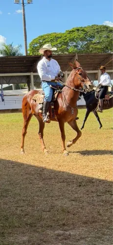 Mula a venda campeã nacional