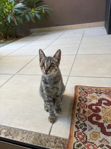 Linda gatinha para adoção responsável
