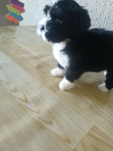 Vendo uma filhote de shitizu com maltês 