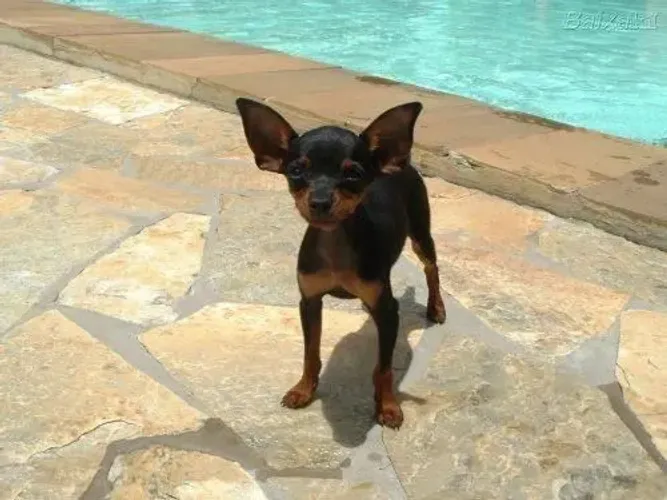 Pinscher ZERO pais no local é tudo !!! Sem os pais o risco de dá errado é claro 