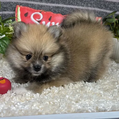 Spitz Alemão | Saudáveis, Vacinados e cheios de amor 