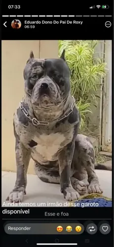 Filhotes de pitmonster