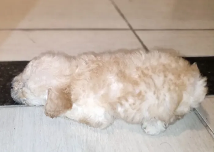 Poodle toy