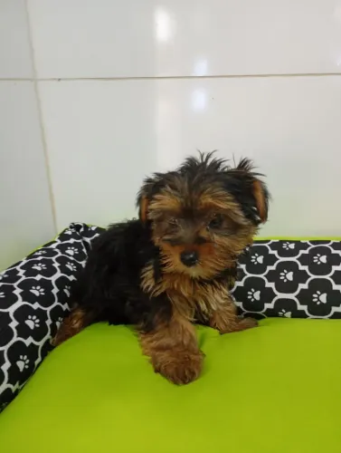 Cachorro