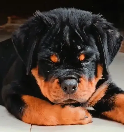 ROTTWEILER DISPONÍVEIS